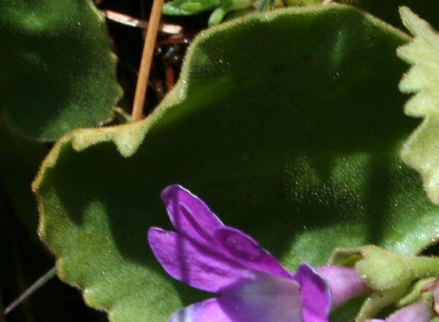 primula hirsuta: conferme?